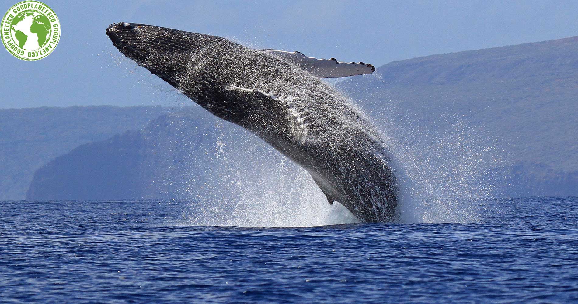 Goodplanet.eco un site éco-responsable qui privilégie le développement durable